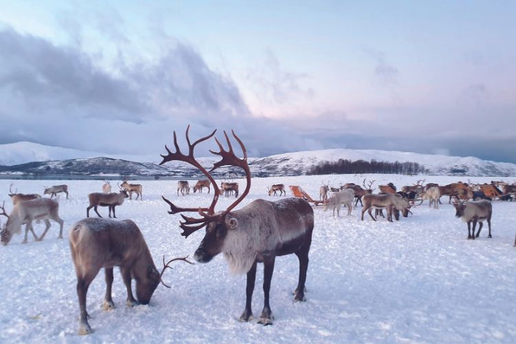 Winterreizen naar IJsland, Noorwegen, Zweden en Finland