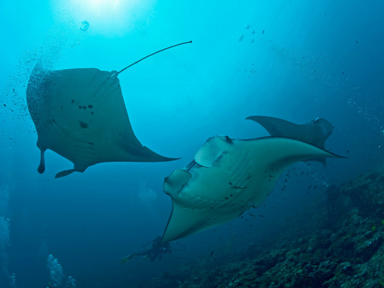 Singlereis Duikvakantie Malediven Liveaboard