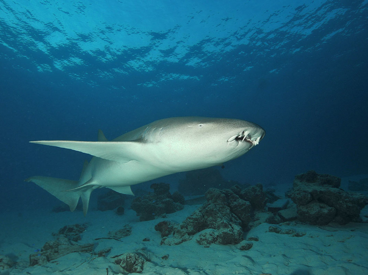 Singlereis Duikvakantie Malediven Liveaboard