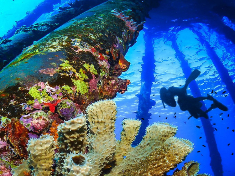 Singlereis Duikvakantie Bonaire  het Duikersparadijs