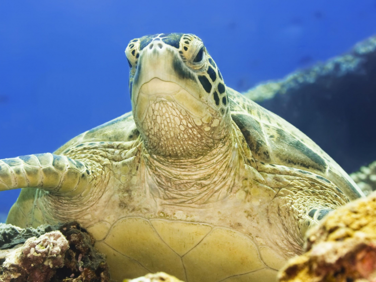 Singlereis Duikvakantie Bonaire  het Duikersparadijs