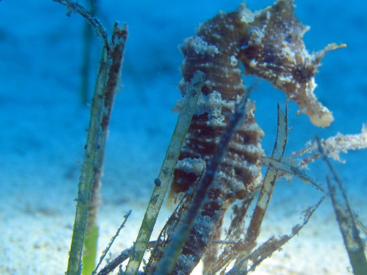Groepsreis Duikvakantie Malta Rondom Gozo