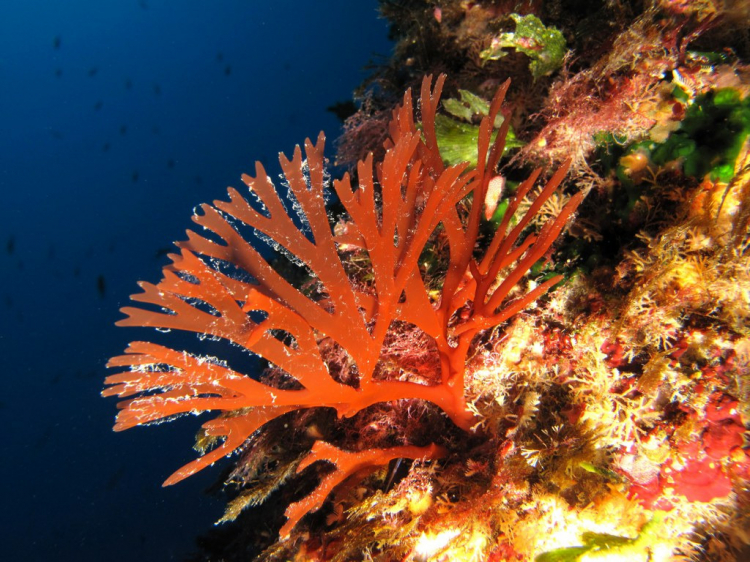 Groepsreis Duikvakantie Malta Rondom Gozo