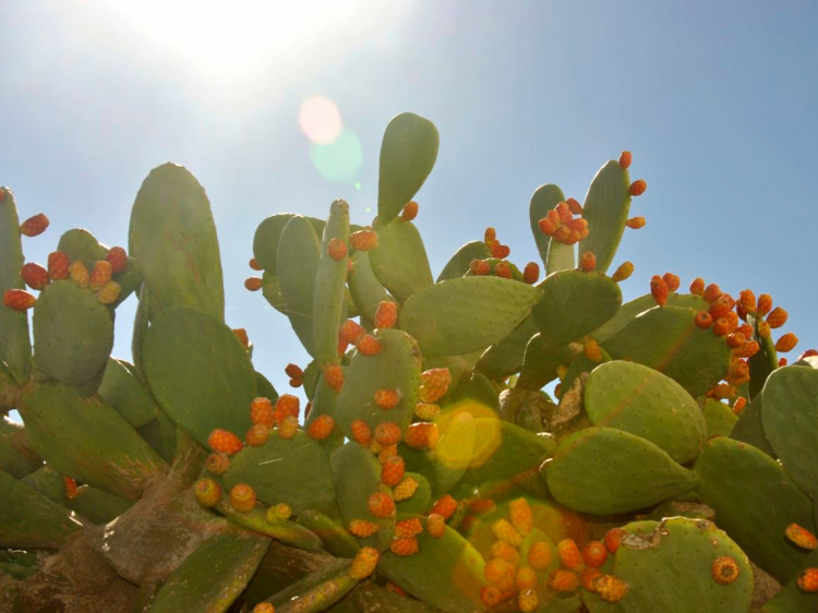Groepsreis Duikvakantie Malta Rondom Gozo