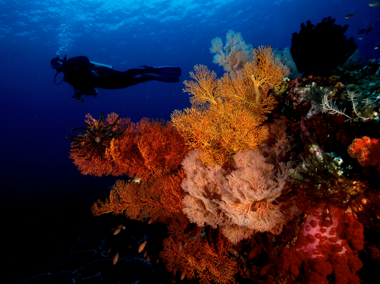 Singlereis Duikvakantie Manado Indonesië