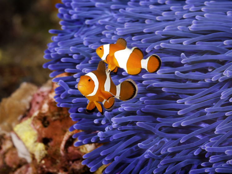 Singlereis Duikvakantie Manado Indonesië 