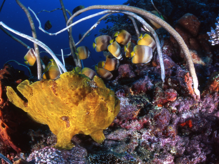 Singlereis Duikvakantie Manado Indonesië 