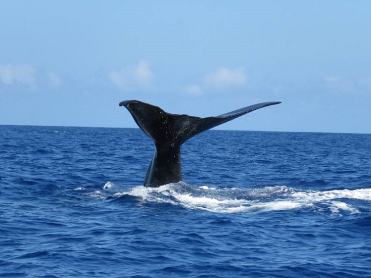 Singlereis Optimaal genieten  op Madeira