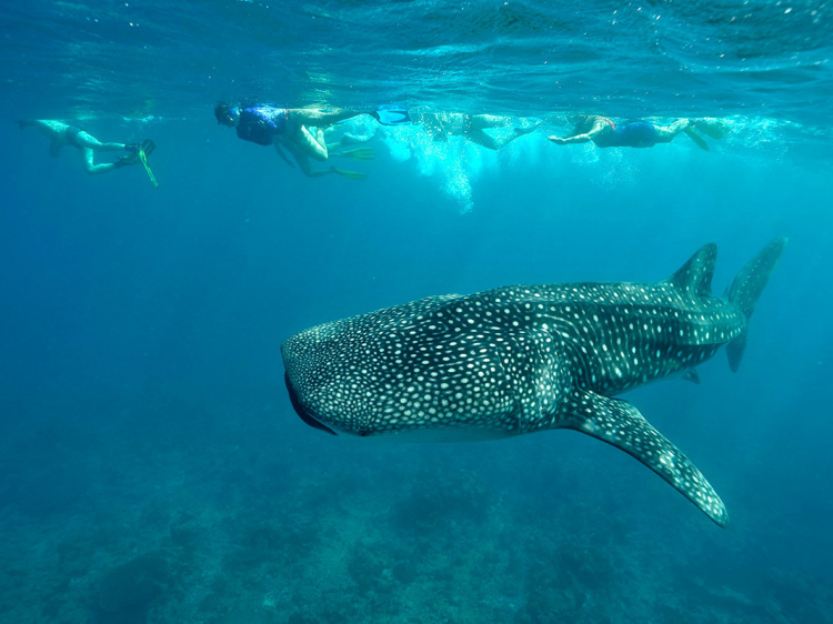 Singlereis Duikvakantie Malediven Liveaboard