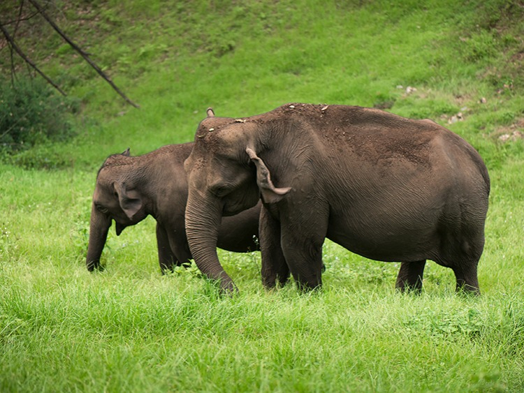 Singlereis Zuid-India 23-daagse rondreis