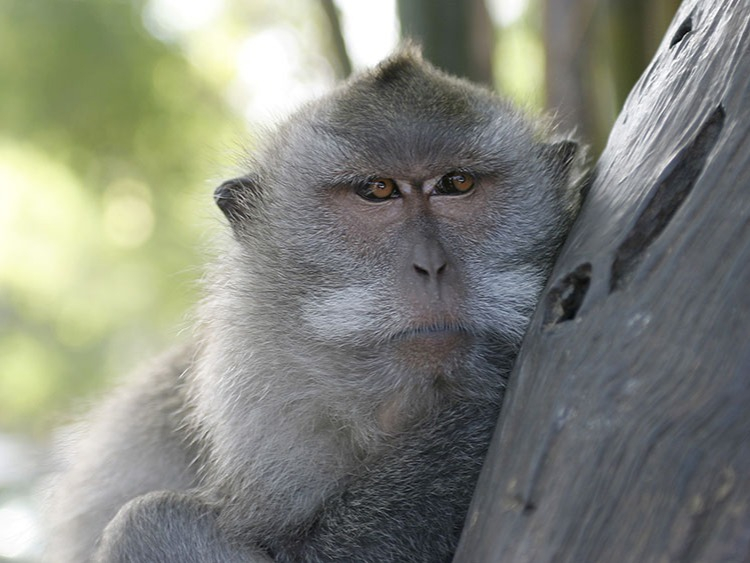 Singlereis Indonesië 14 dagen Bali: Cultuur en strand
