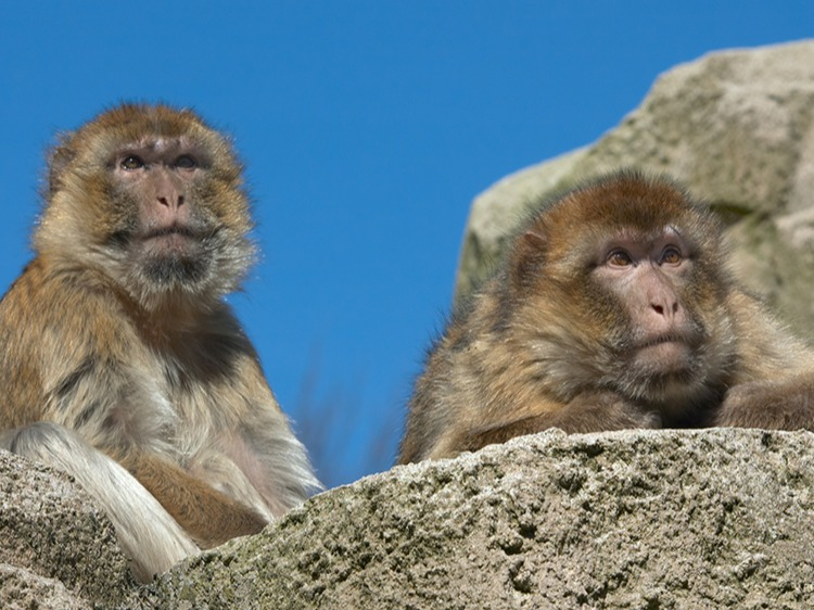 Singlereis Marokko Casablanca-Marrakech