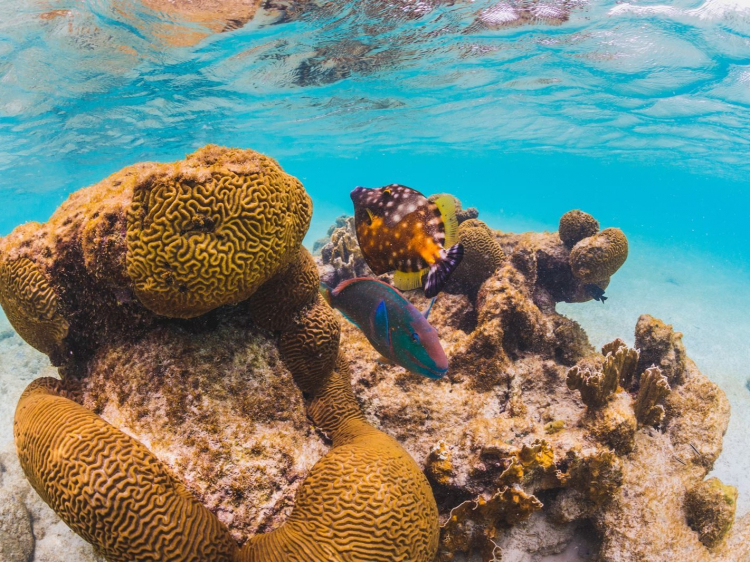 Singlereis Winterzon Bonaire