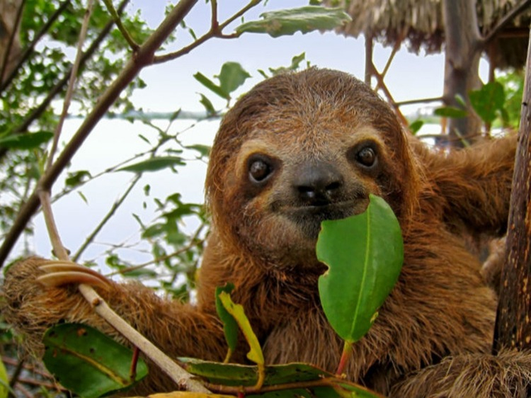 Singlereis Costa Rica Natuur & Strand