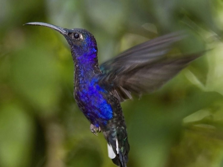 Singlereis Costa Rica Natuur & Strand