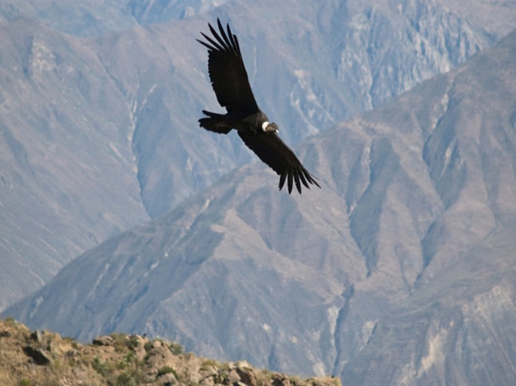 Singlereis Peru & Bolivia Rondreis