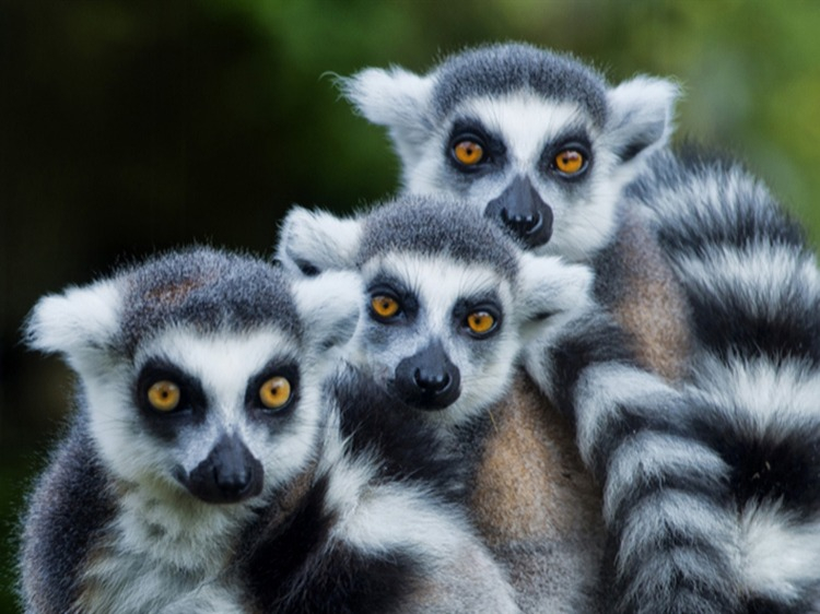 Singlereis Madagaskar 17-daagse rondreis