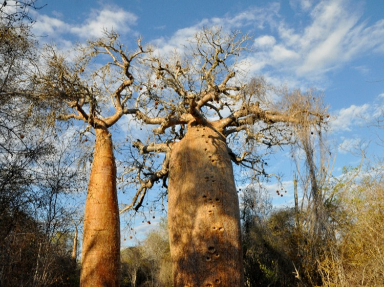 Singlereis Madagaskar 17-daagse rondreis