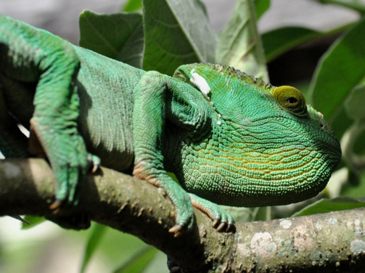 Singlereis Madagaskar 17-daagse rondreis