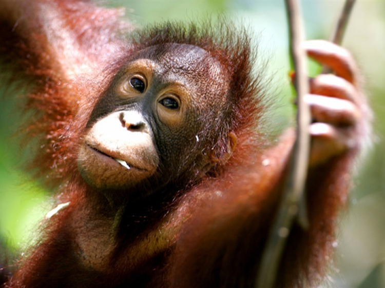 Singlereis Maleisië en Singapore 22-daagse rondreis