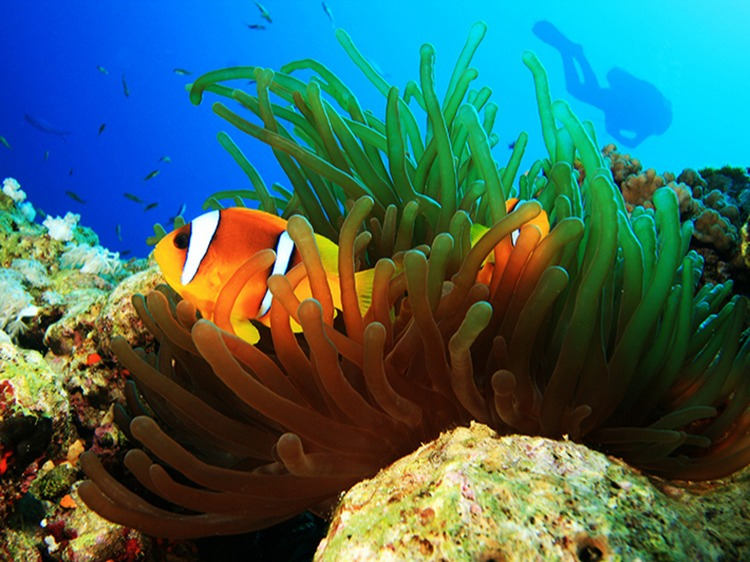 Singlereis Maleisië en Singapore 22-daagse rondreis