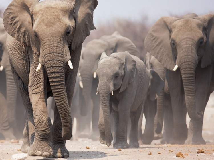 Singlereis Zuidelijk Afrika in 3 weken