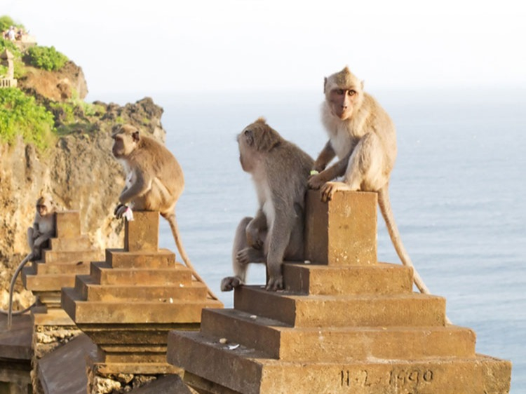 Singlereis Indonesië 15-daagse rondreis Indonesië: Bali, Lombok & De Gili Eilanden