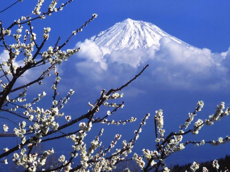 Singlereis Japan 15-daagse rondreis