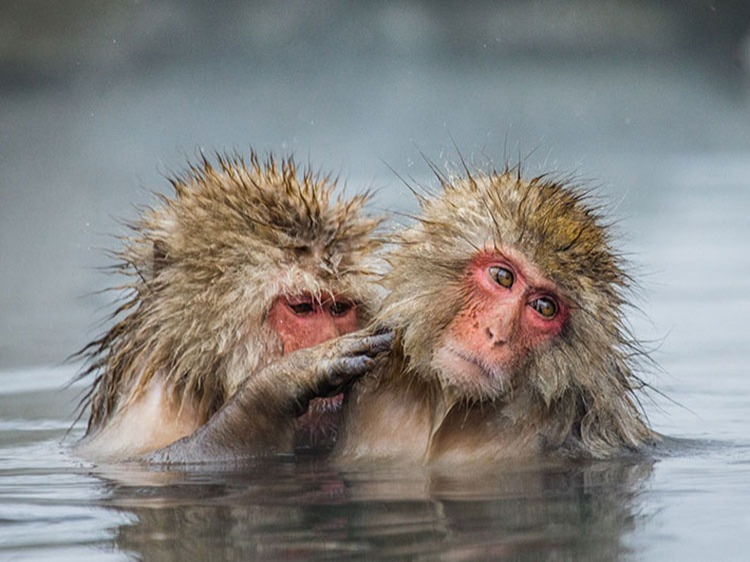 Singlereis Japan 22-daagse Rondreis