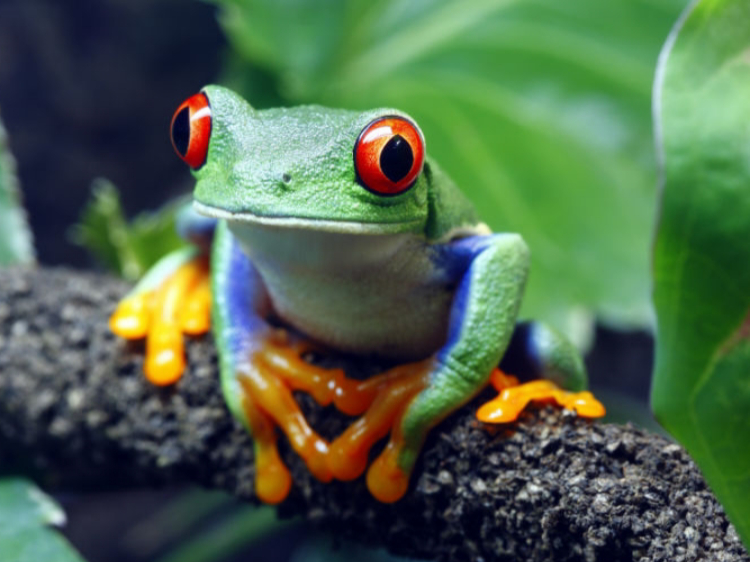 Singlereis Costa Rica & Nicaragua  22-daagse rondreis