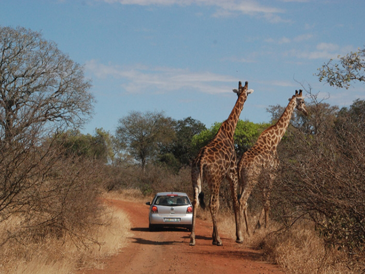 Singlereis Zuid-Afrika Kaapstad-Kruger N.P. 15-daagse rondreis