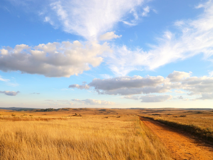 Singlereis Zuid-Afrika Kaapstad-Kruger N.P. 15-daagse rondreis