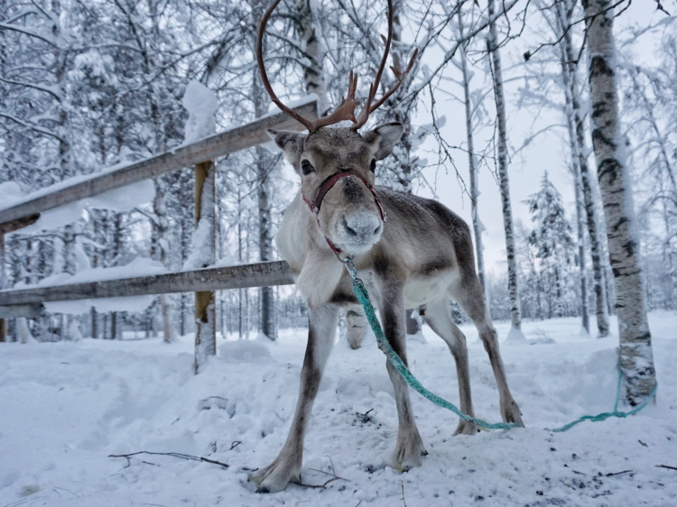 Groepsreis Actieve Winterreis in Fins Lapland