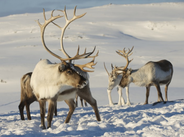Singlereis Avontuurlijk in Fins Lapland