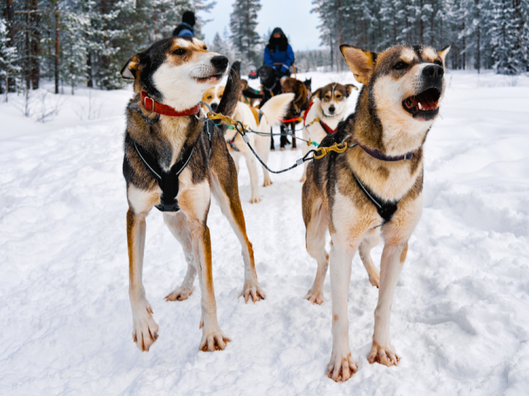 Singlereis Avontuurlijk in Fins Lapland