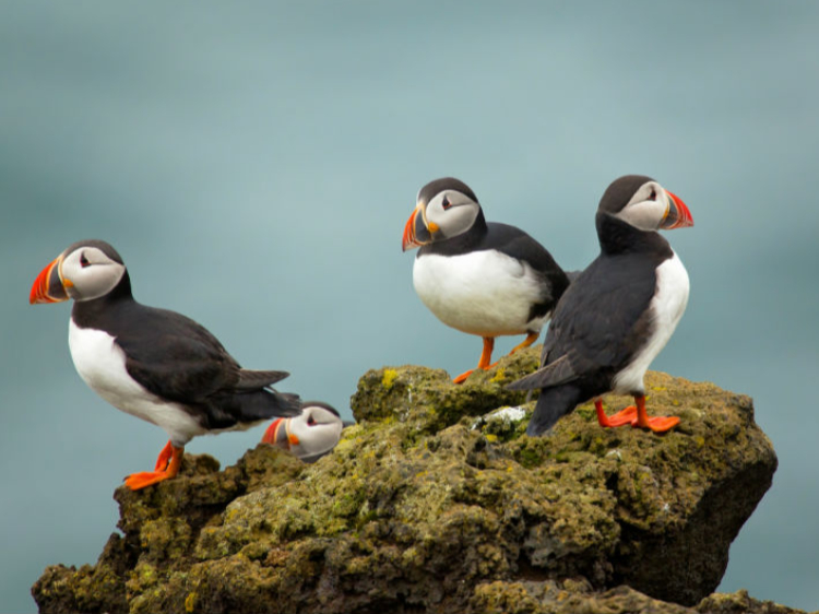 Singlereis IJsland 8-daagse rondreis