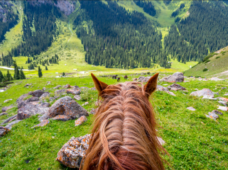 Singlereis Kirgizië 16-daagse rondreis