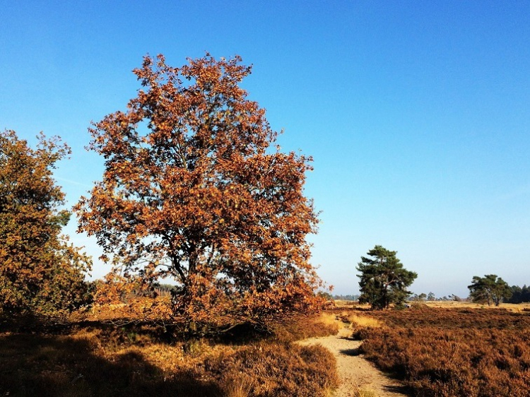 Reis - Afbeelding 2