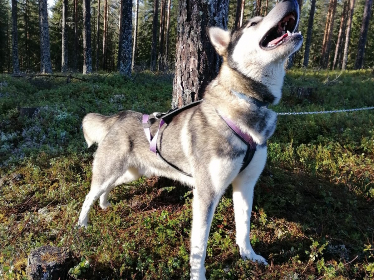 Singlereis Actieve vakantie Herfst in Zweden