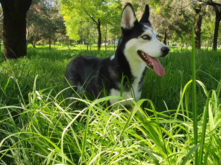 Groepsreis Midsummer Zweden Vol actie en avontuur