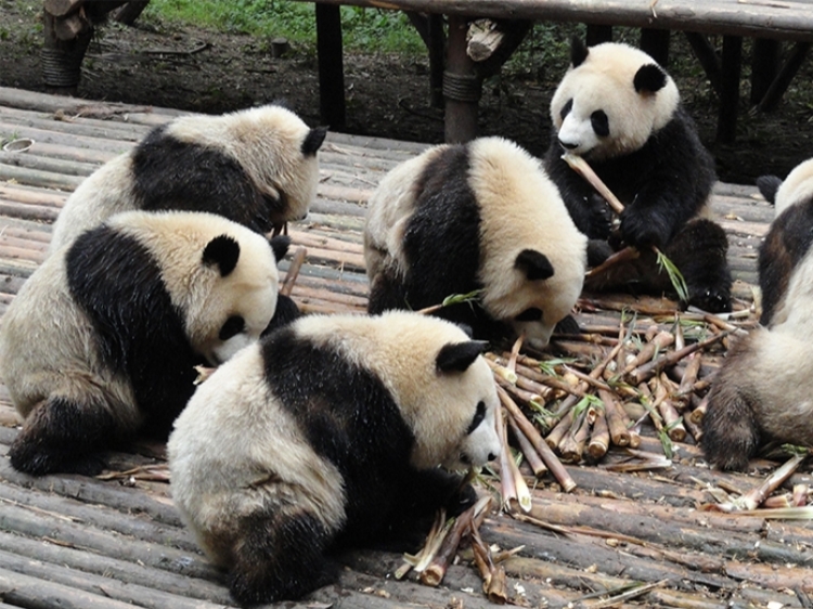 Singlereis China 22-daagse rondreis