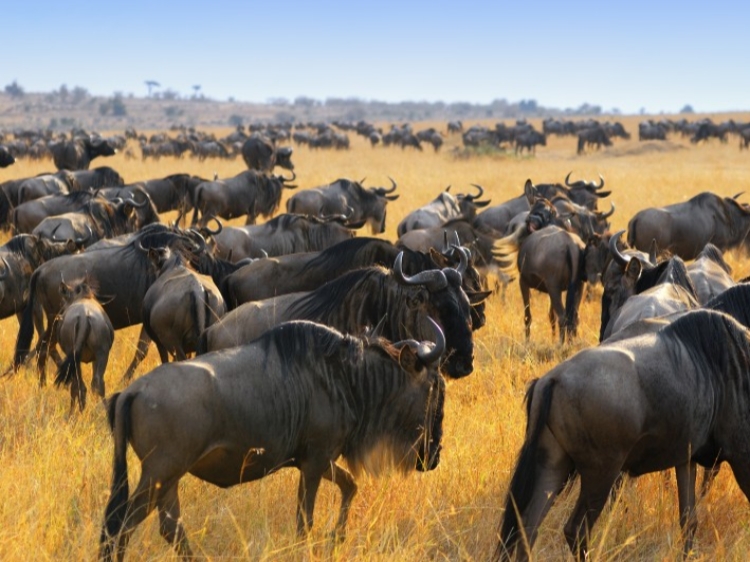 Singlereis Kenia, Tanzania & Zanzibar 22-daagse rondreis