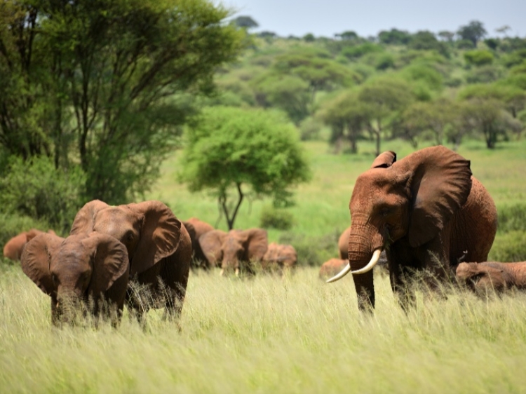 Singlereis Kenia, Tanzania & Zanzibar 22-daagse rondreis