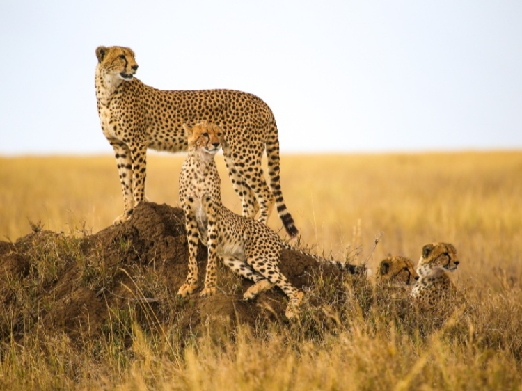 Singlereis Kenia, Tanzania & Zanzibar 22-daagse rondreis