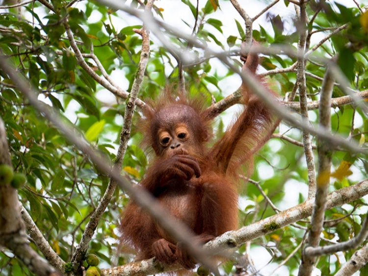 Singlereis Maleisië 15-daagse rondreis