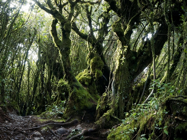 Singlereis Maleisië 15-daagse rondreis