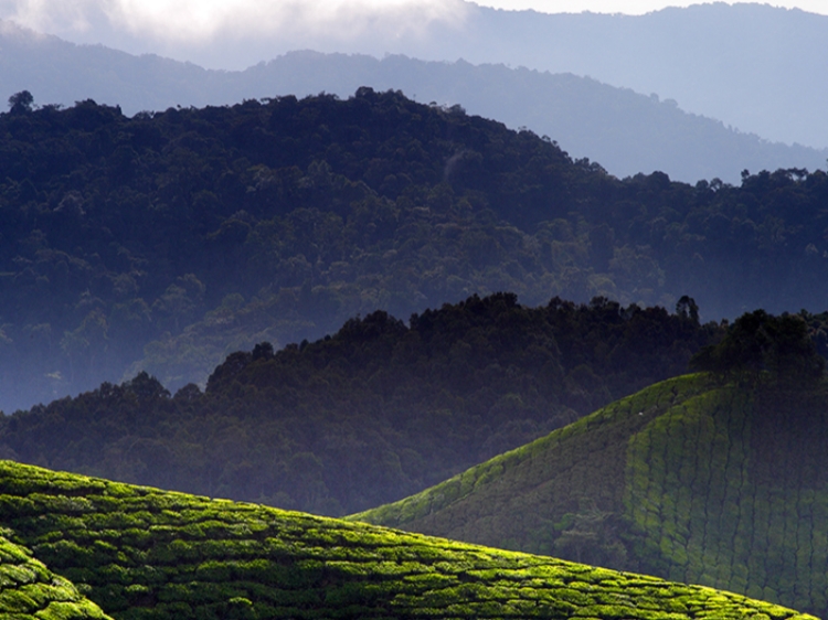 Singlereis Maleisië 15-daagse rondreis
