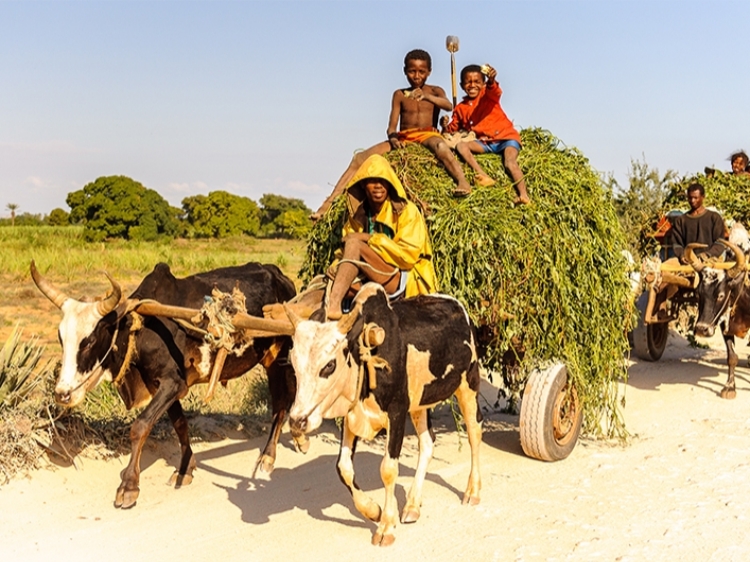 Singlereis Madagaskar 24-daagse rondreis
