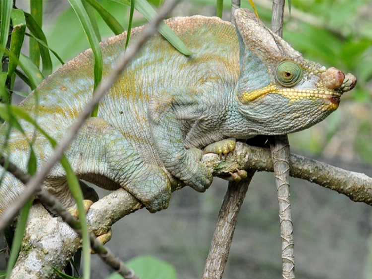 Singlereis Madagaskar 24-daagse rondreis