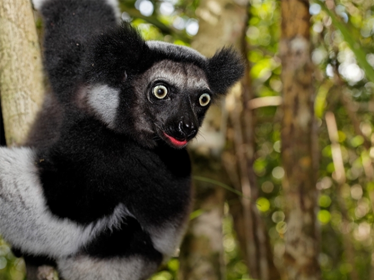 Singlereis Madagaskar 24-daagse rondreis